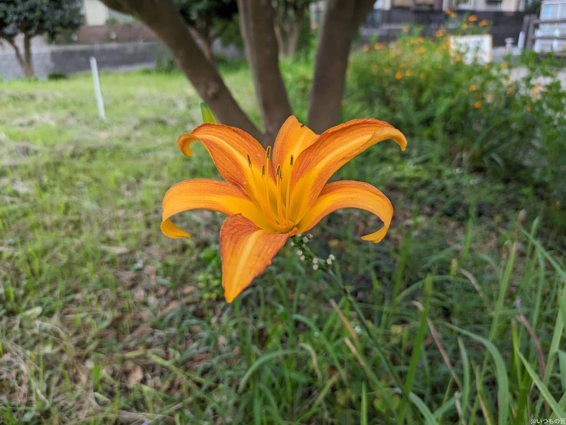 google-pixel-7a-photo-macro-02 | スマホを検証してみた Google Pixel 7a マクロ作例2