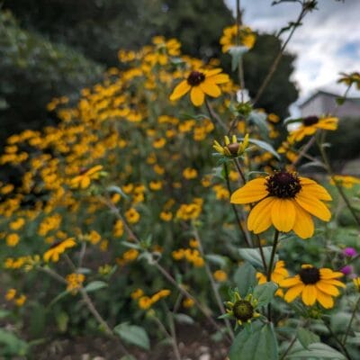 google-pixel-7a-photo-macro-04 | スマホを検証してみた Google Pixel 7a マクロ作例4