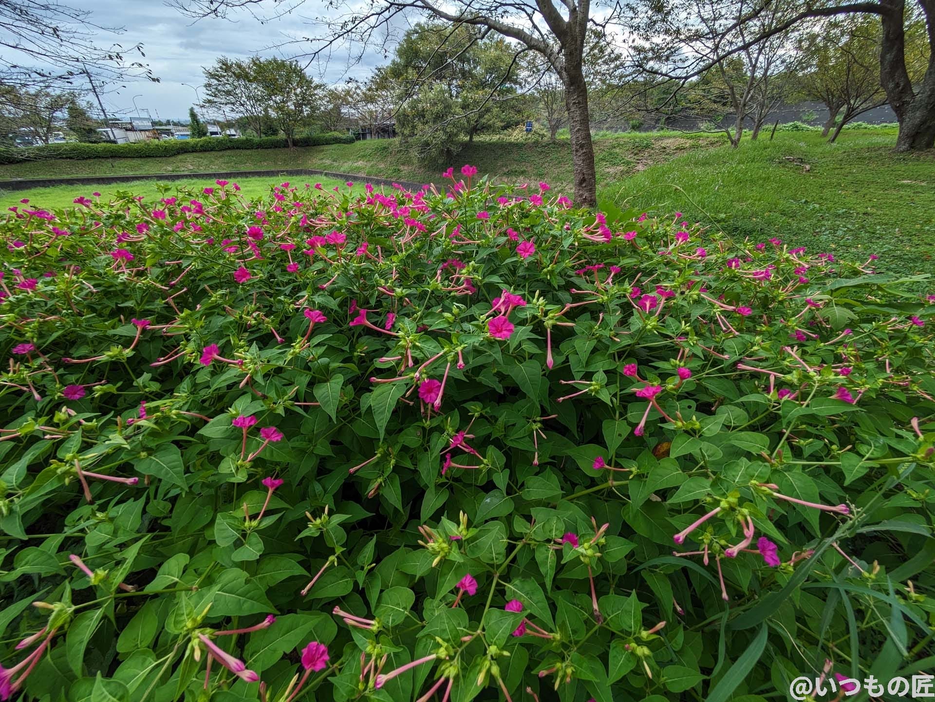 google-pixel-7a-photo-zoom-05-1 | スマホを検証してみた 超広角カメラ(光学ズーム0.5倍)