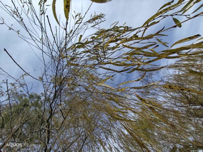 aquos r9 proで撮影した風景写真 | スマホを検証してみた AQUOS R9 pro カメラ AQUOS R9 proで撮影した風景写真